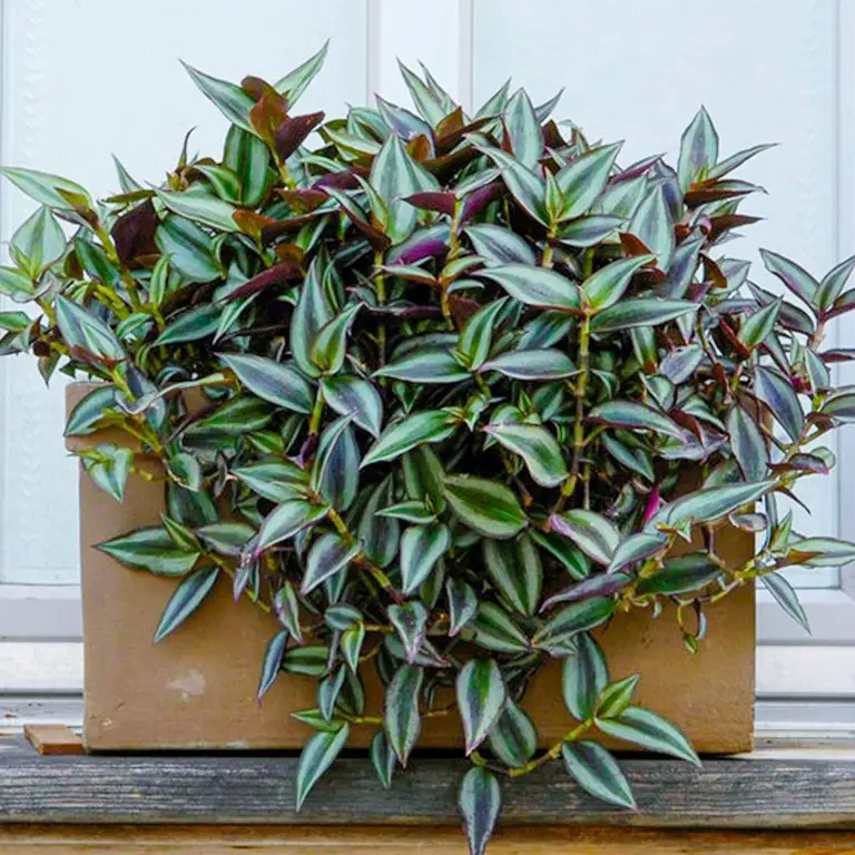 Wandering Jew Inch Plant The Complete Growth And Care Guide Unassaggio