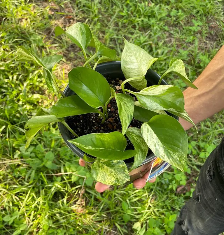 Marble Queen Pothos Plant Care How To Grow Marble Queen Pothos