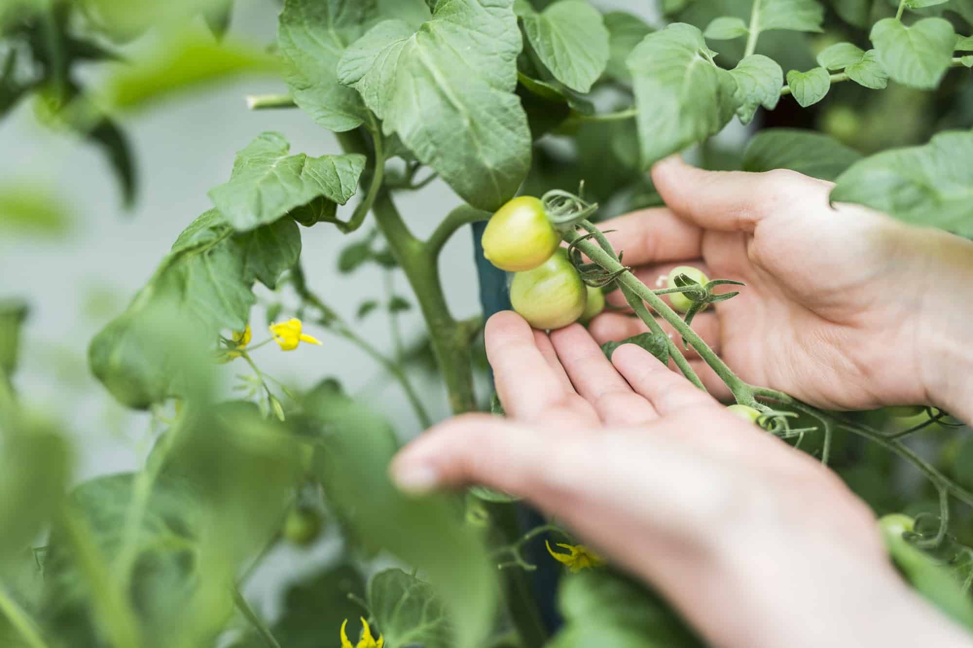 How long does it take for a tomato seed to produce tomatoes?