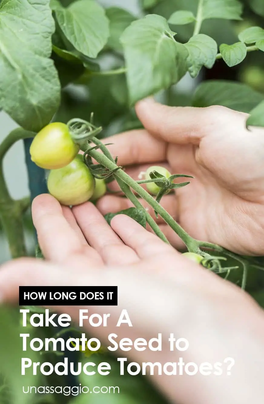 How long does it take for a tomato seed to produce tomatoes?