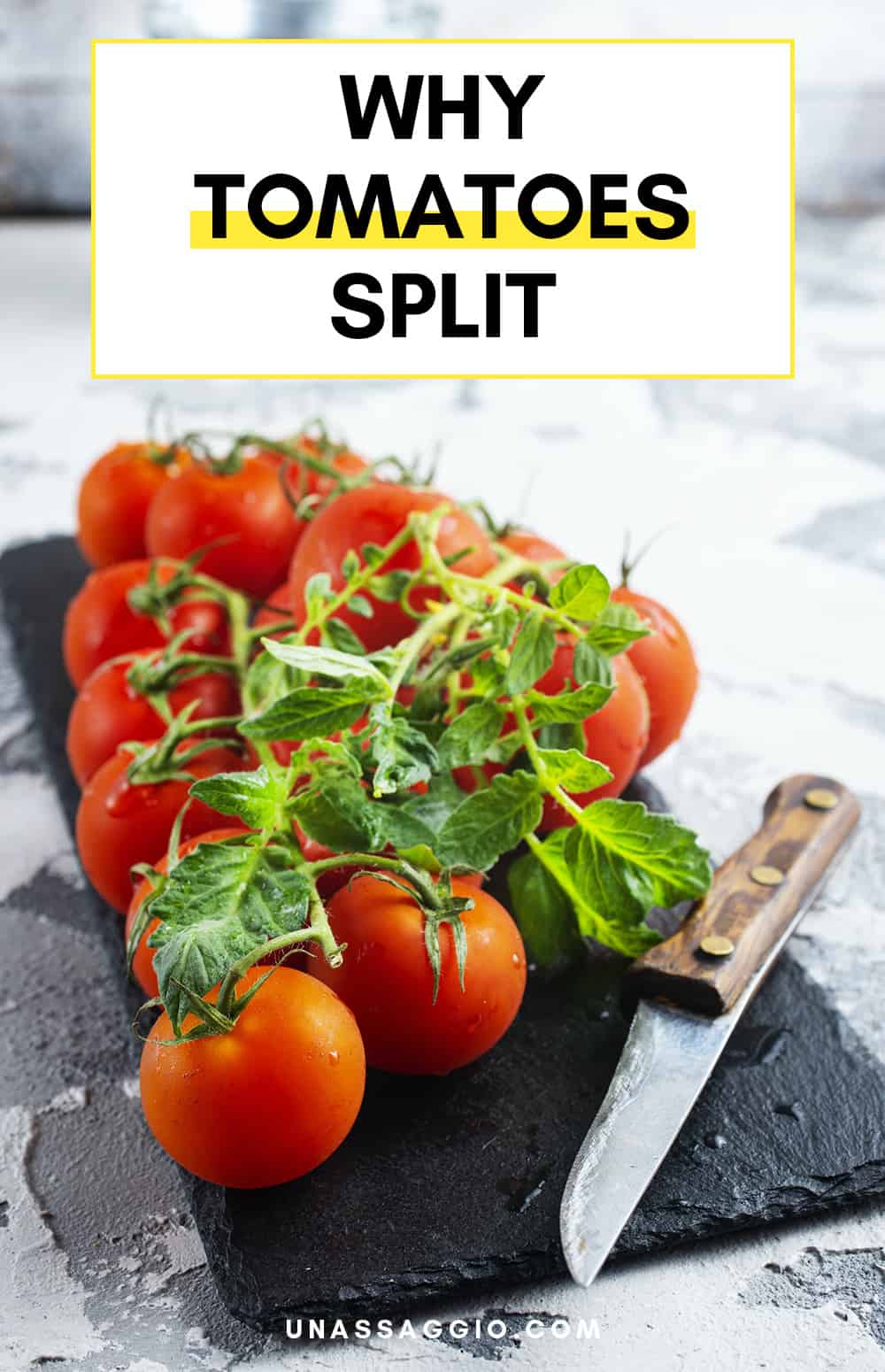 Why Tomatoes Split