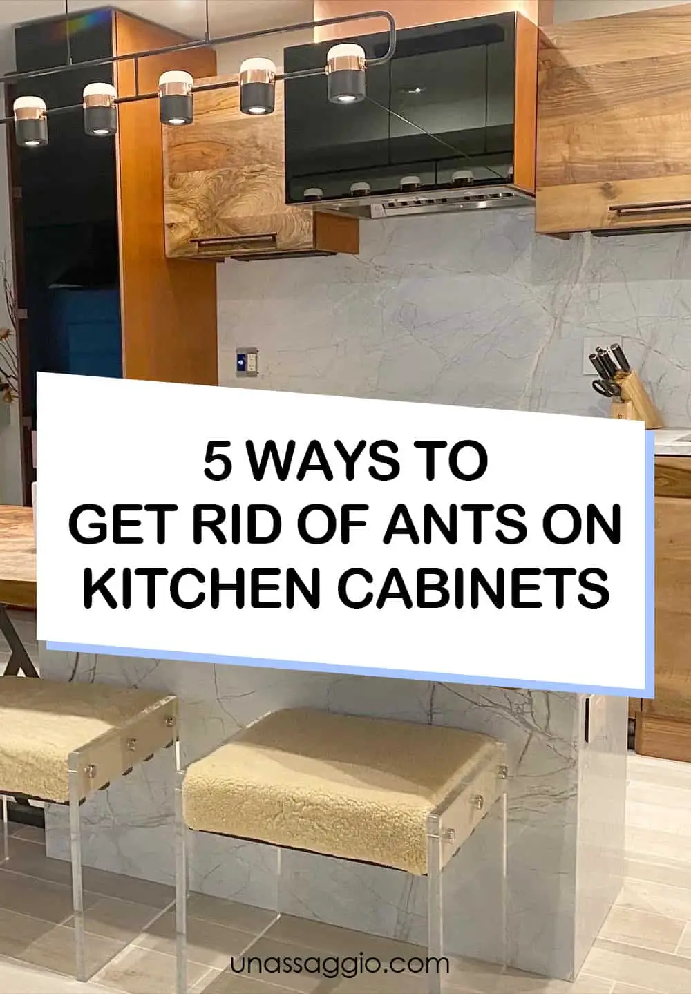 5 Ways to Get Rid Of Ants On Kitchen Cabinets