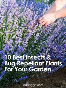 10 Best Insects & Bug Repellant Plants For Your Garden | UnAssaggio