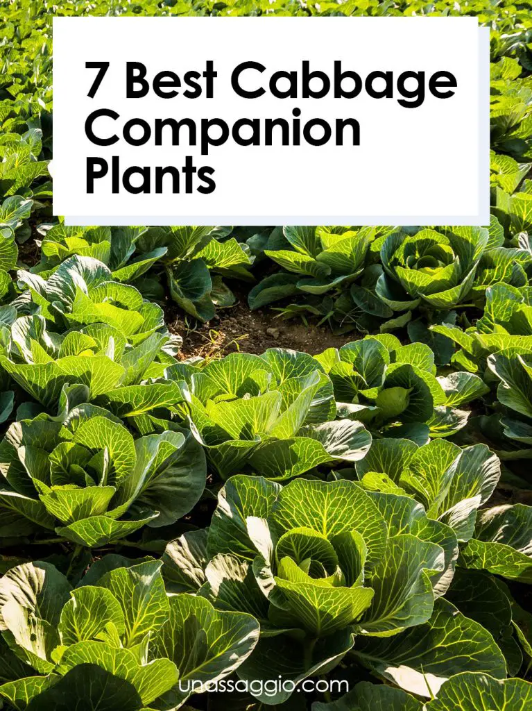 Cabbage Companion Plants 7 Plants to Grow With Cabbage