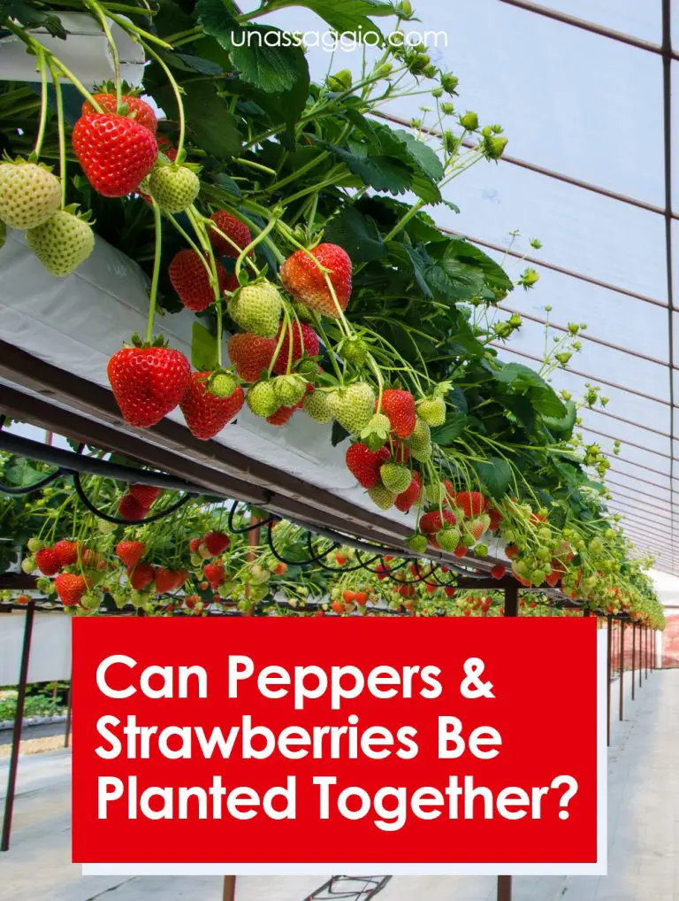Can Peppers And Strawberries Be Planted Together? UnAssaggio