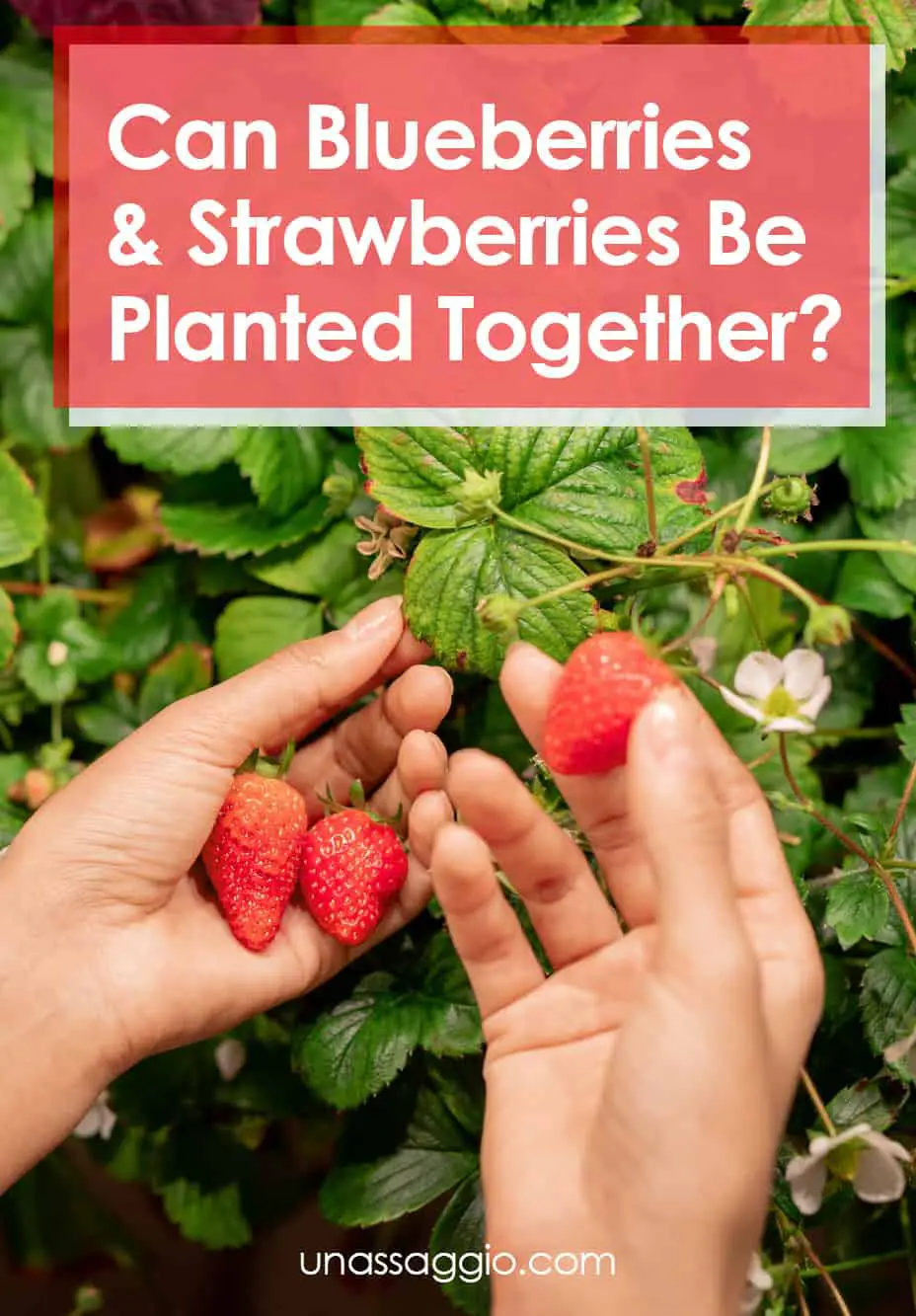 Can blueberries and strawberries be planted together?