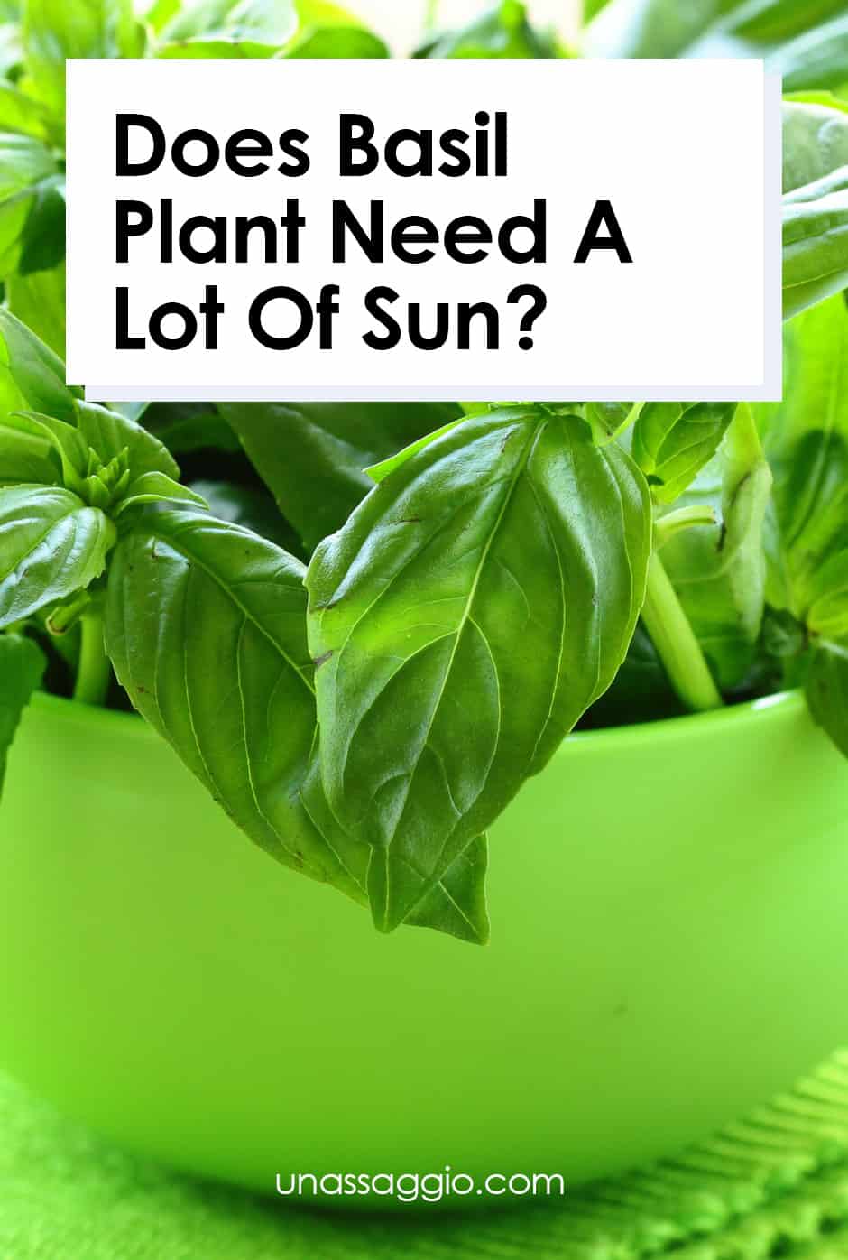 Does Basil Plant Need A Lot Of Sun?