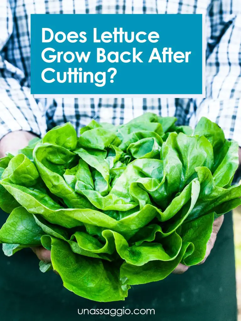 Does Lettuce Grow Back After Cutting? UnAssaggio