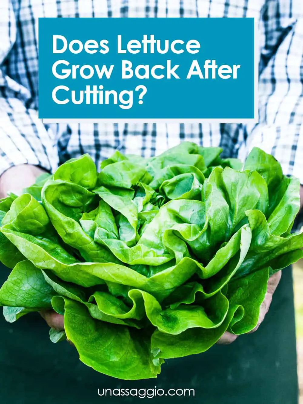 Does Lettuce Grow Back After Cutting?