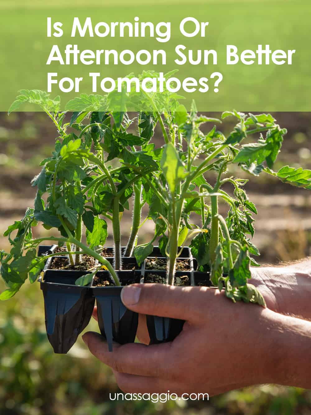 Is Morning Or Afternoon Sun Better For Tomatoes?