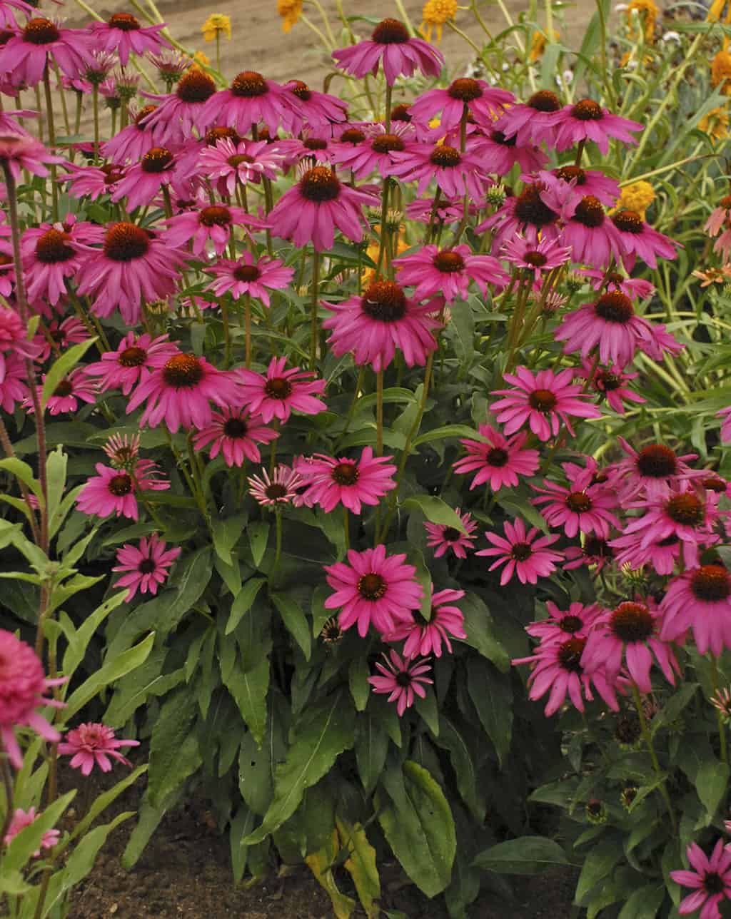 Purple Cornflower