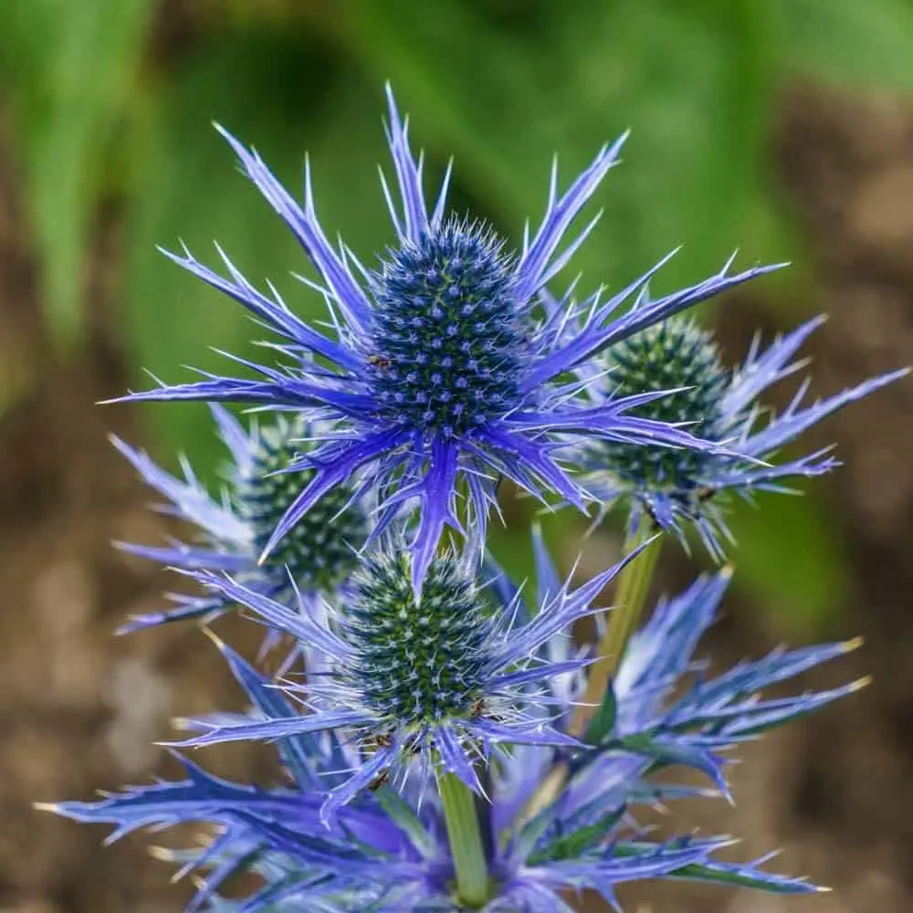 Sea Holly