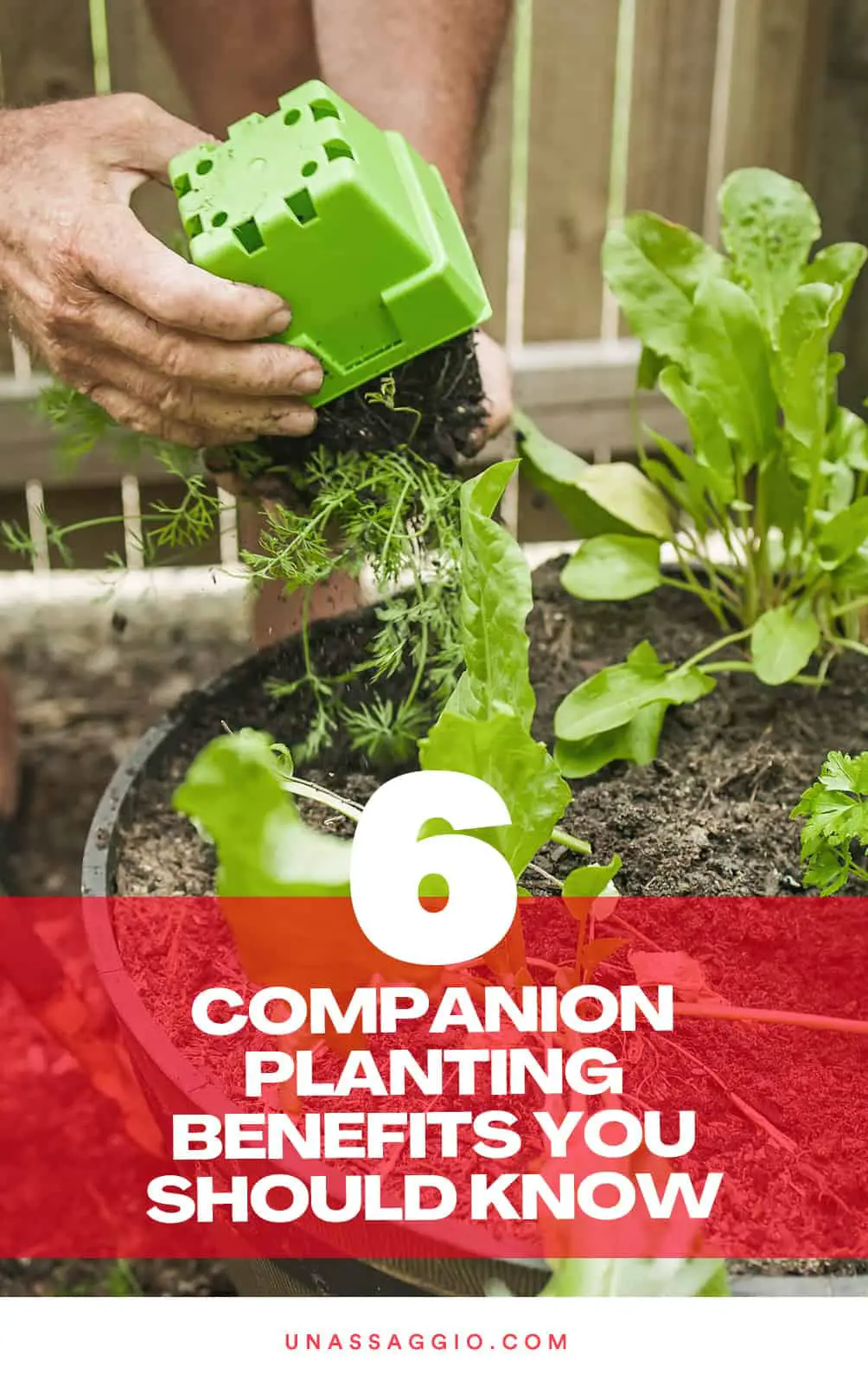 The Benefits Of Companion Planting