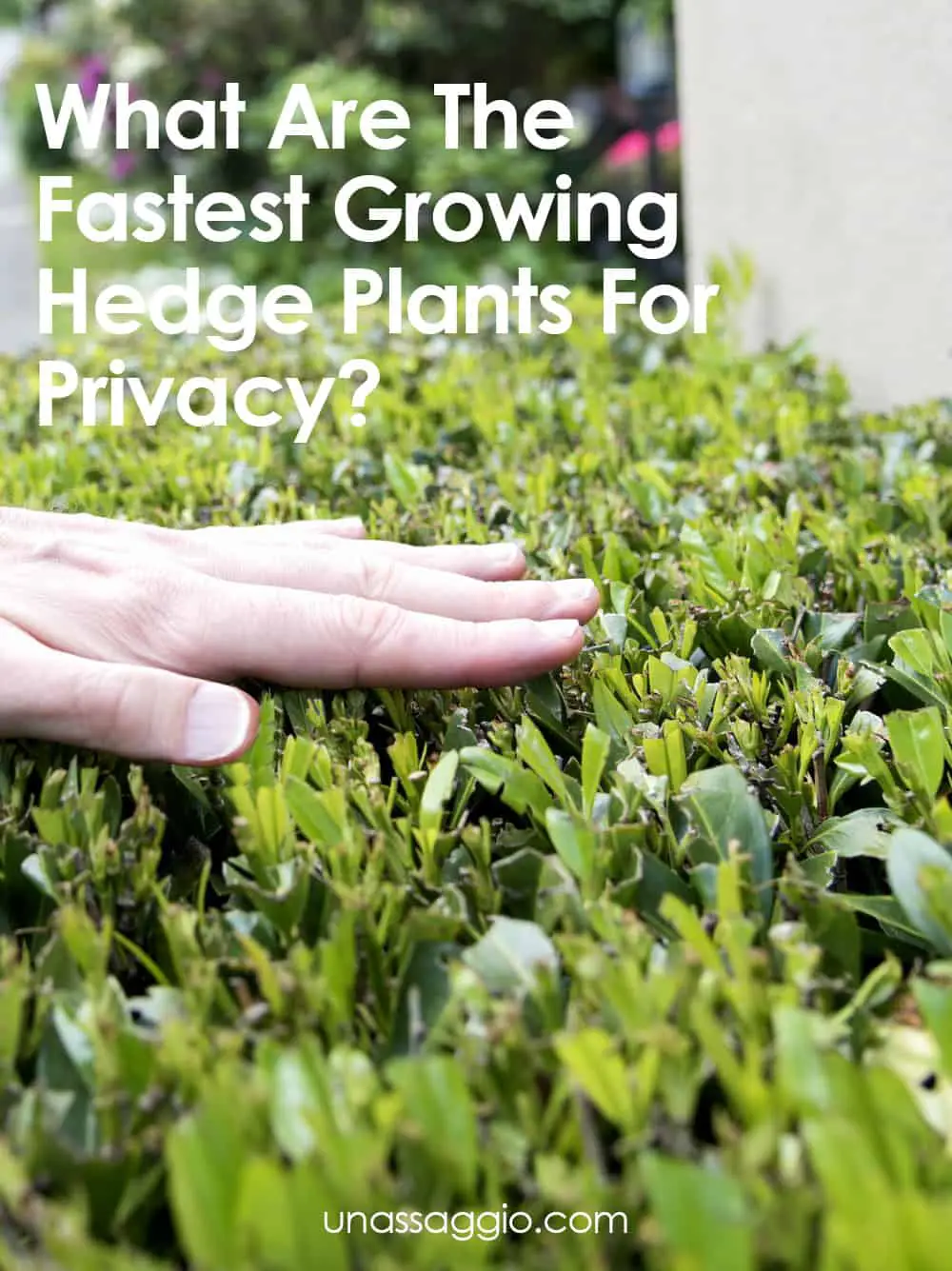 What Are The Fastest Growing Hedge Plants For Privacy
