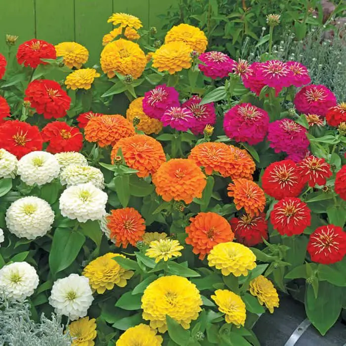 Zinnias summer blooming flowers