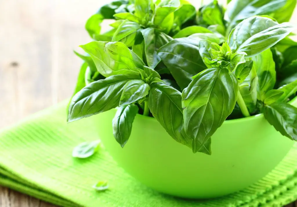 Does Basil Plant Need A Lot Of Sun?