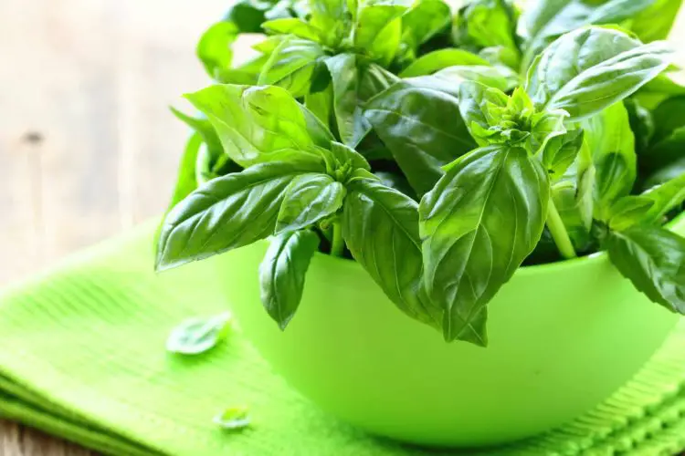 Does Basil Plant Need A Lot Of Sun?