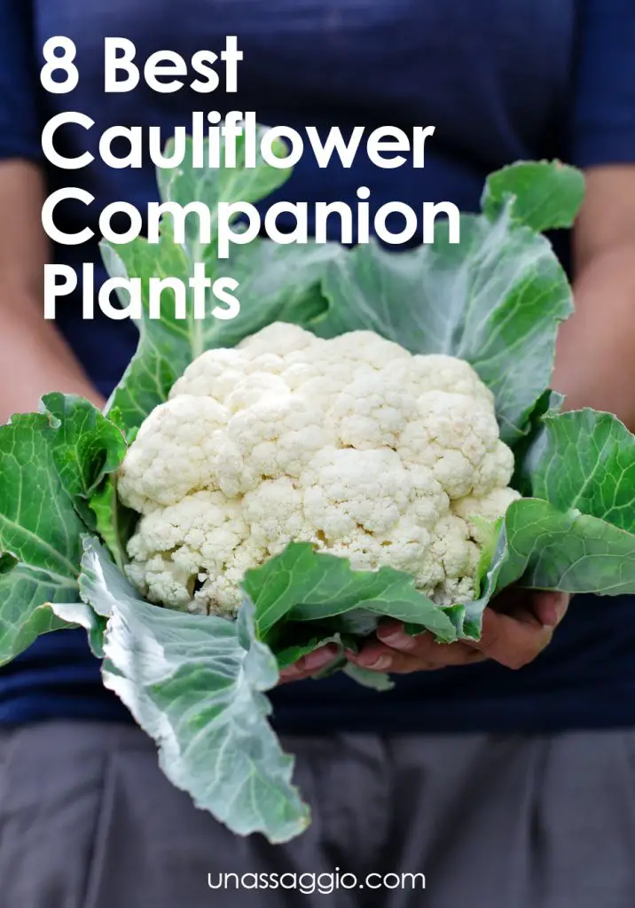 Cauliflower Companion Plants: 8 Plants to Grow With Cauliflower | Un