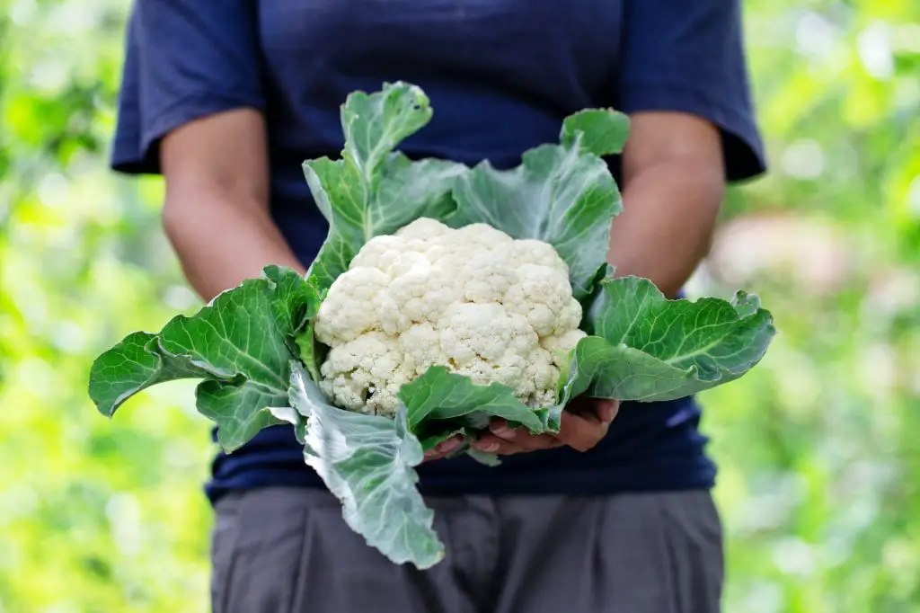 Cauliflower Companion Plants: 8 Plants to Grow With Cauliflower