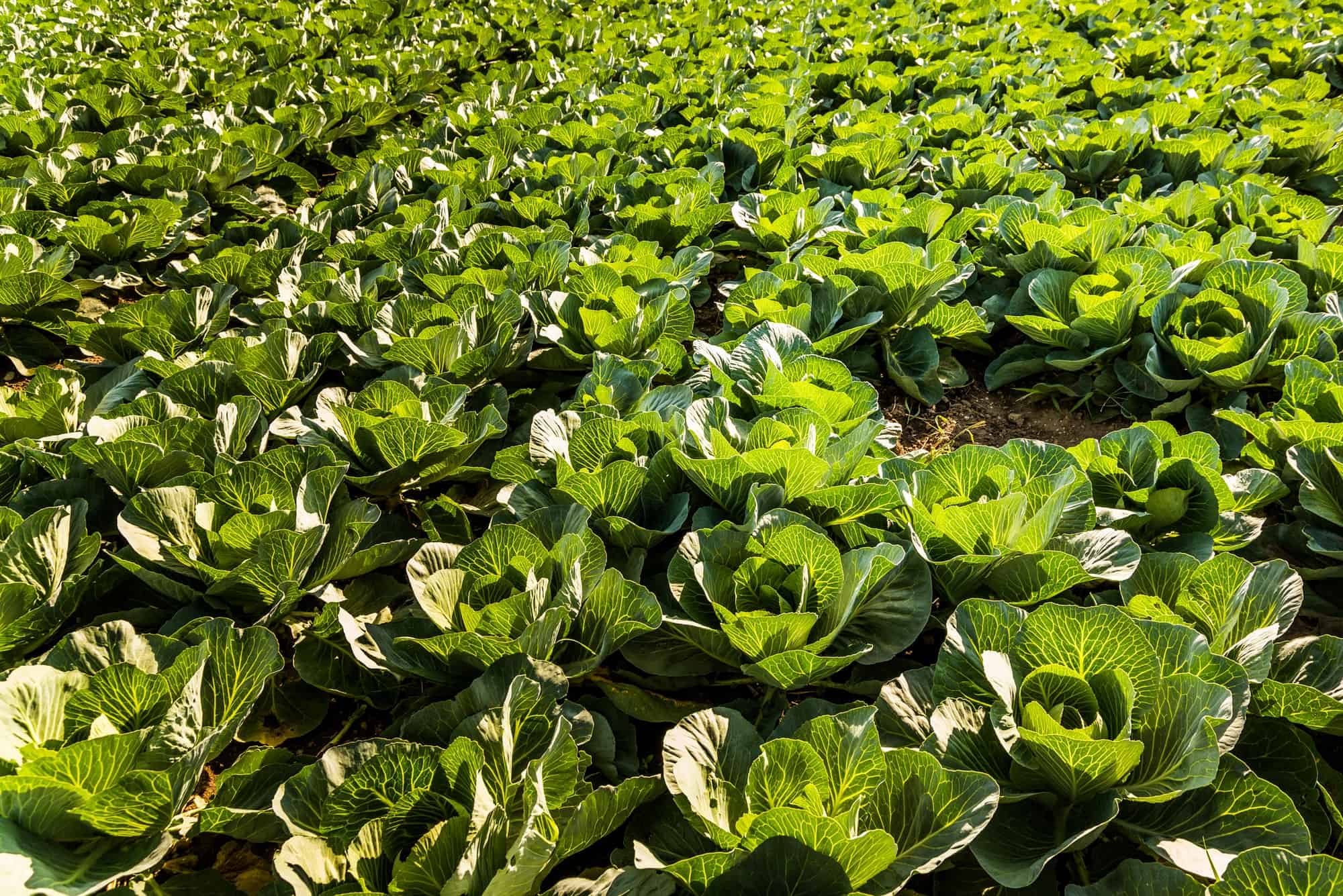 21+ Extraordinary Kale Companion Plants Inspiratif Design