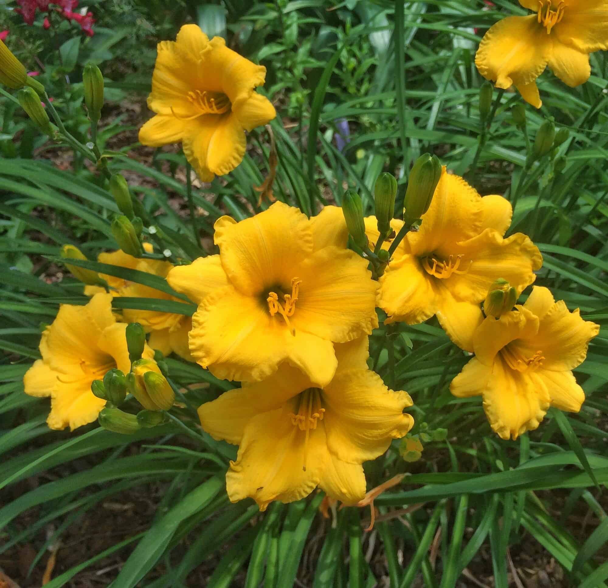 daylillies flowers that bloom all summer long