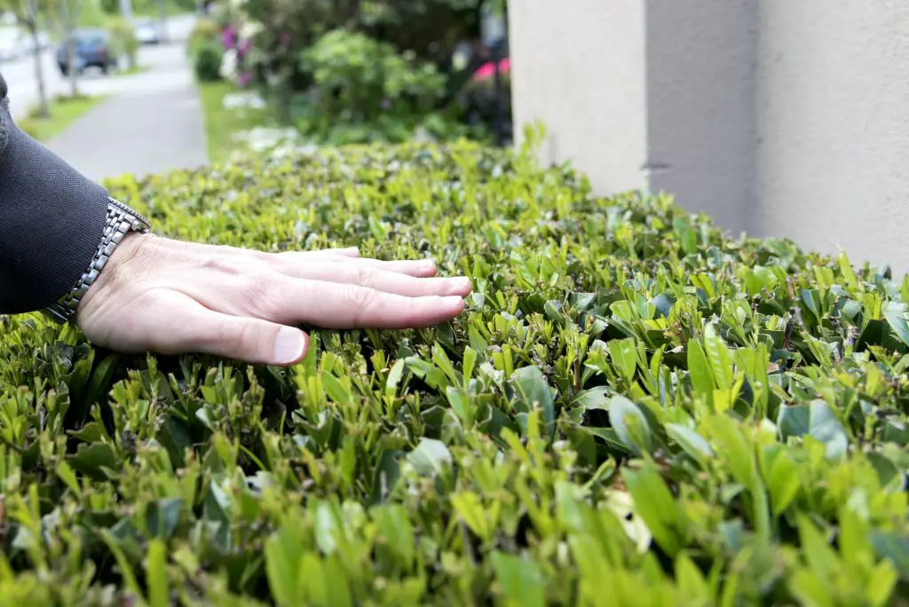 What Are The Fastest Growing Hedge Plants For Privacy?