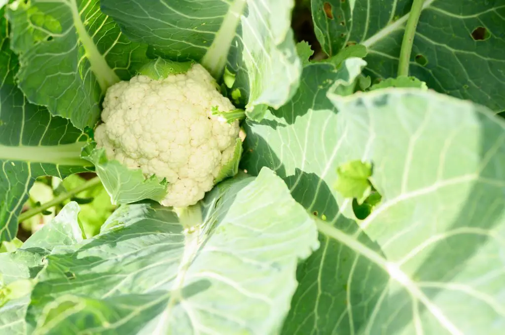 head of fresh ripe cauliflower growing in the garden