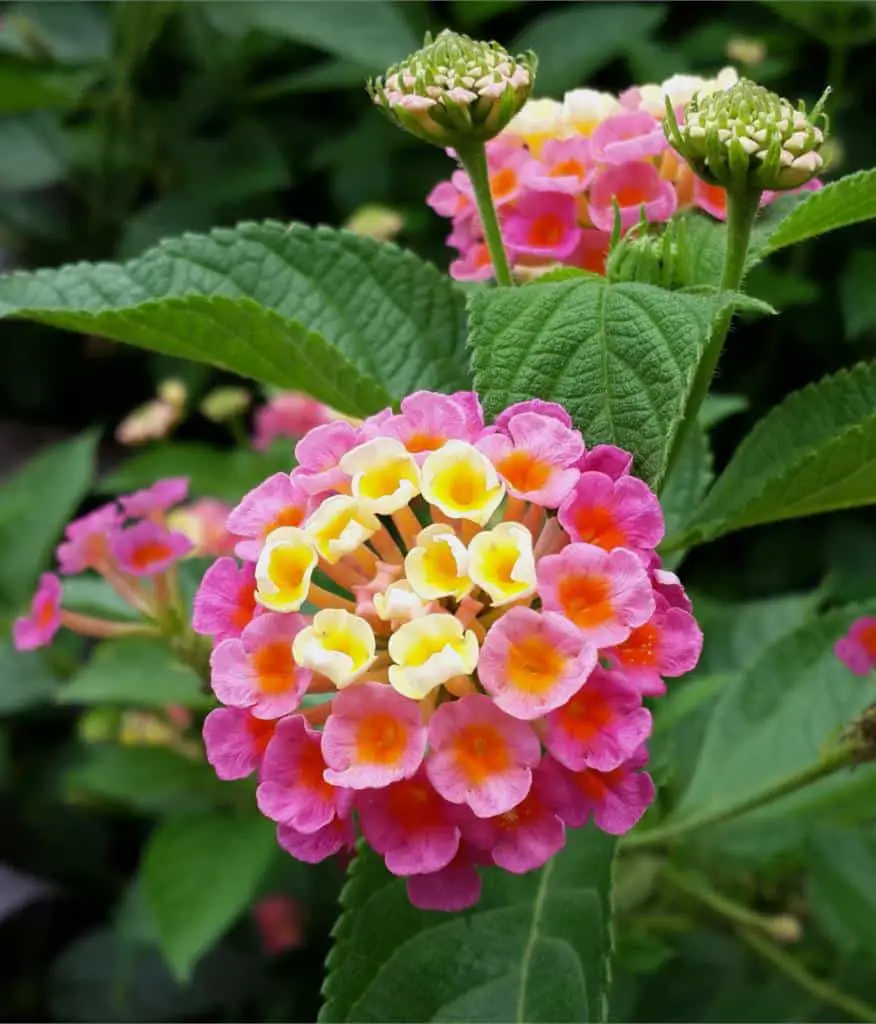 lantana flower - flowers that bloom all summer long