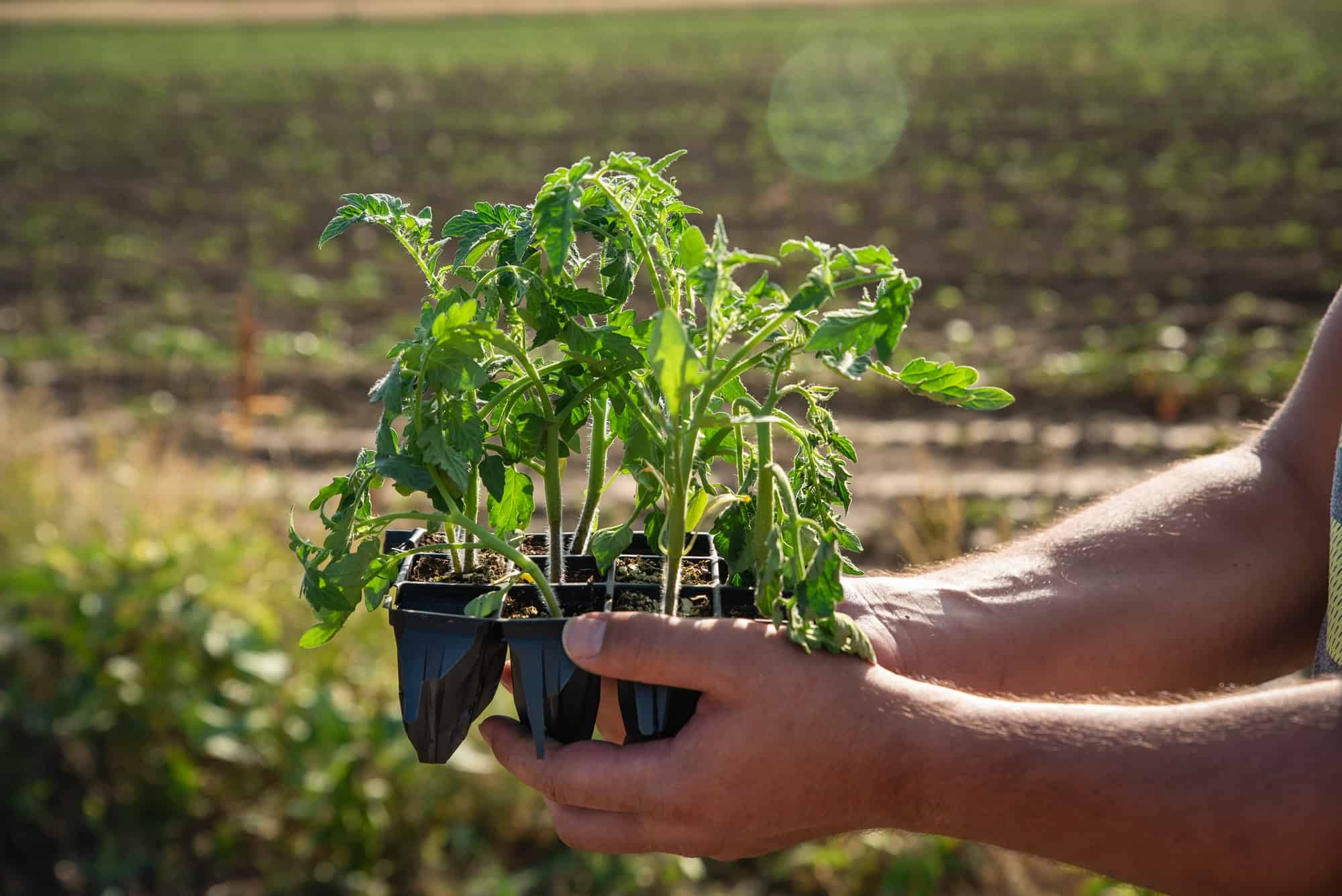 5 Plants That Like Coffee Grounds