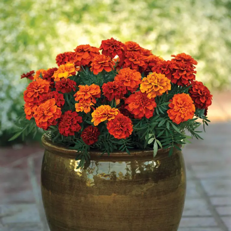 Rosemary Companion Plants 15 Best Plants to Grow With Rosemary