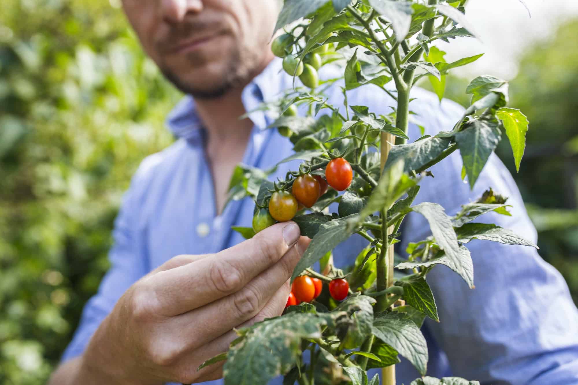 tomato plants