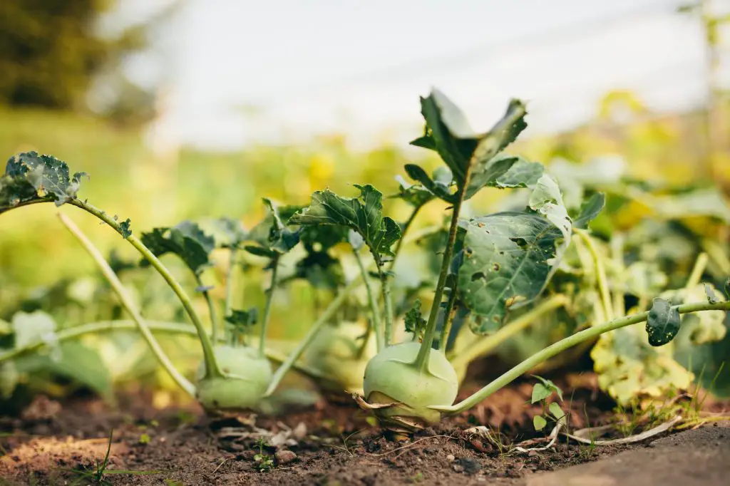 10 Vegetables That Grow Fully In 30 Days Or Less
