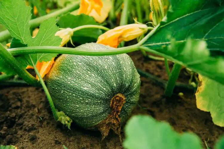 Can You Plant Zucchini And Cucumbers Together?