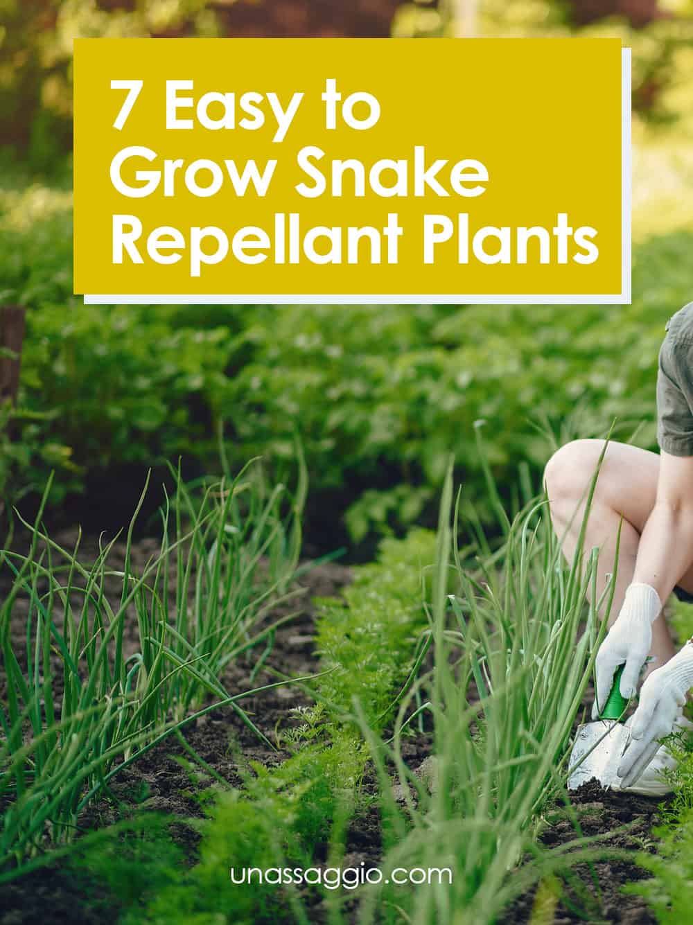 Snake Repellant Plants