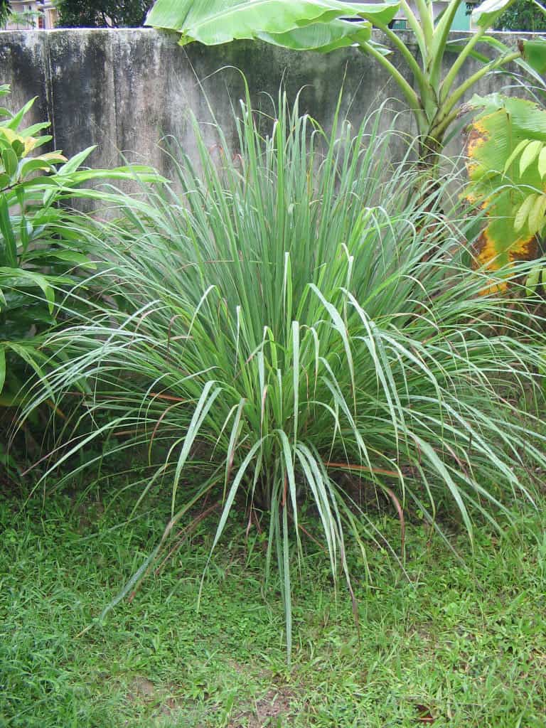 west indian lemon grass - snake repellant grass