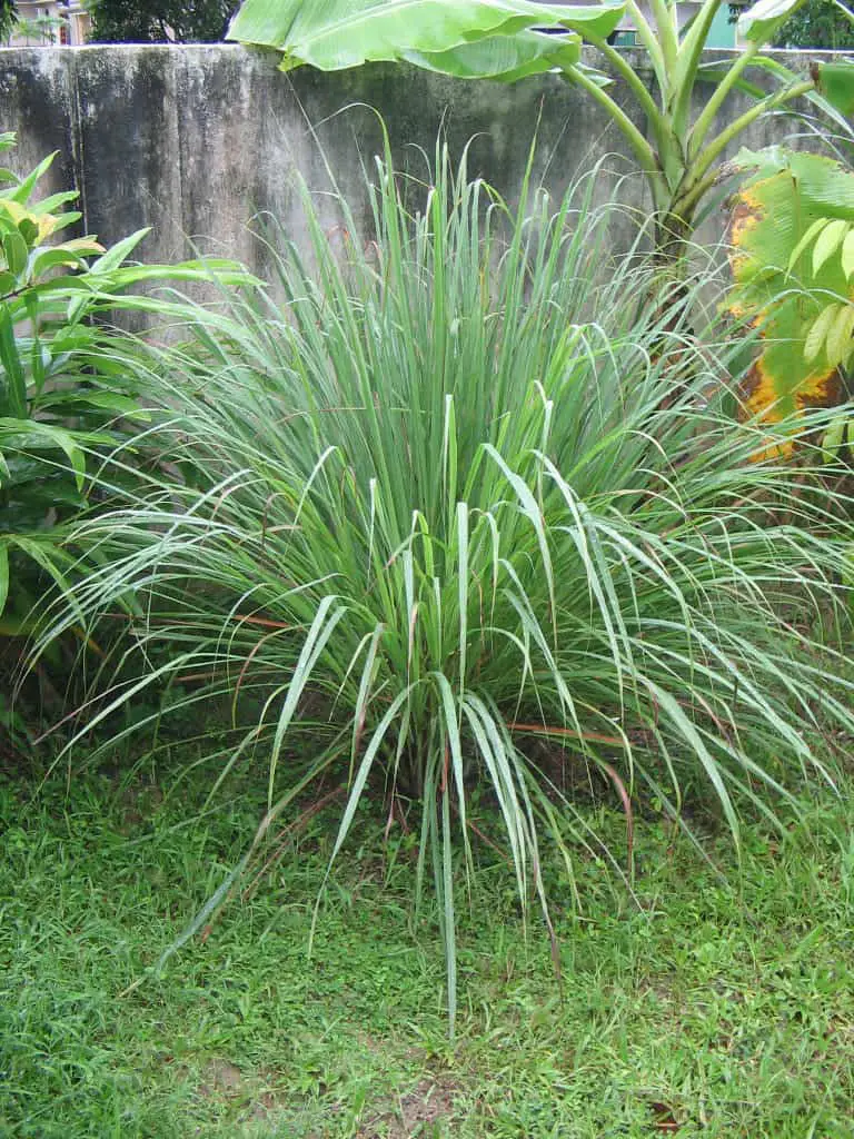 west indian lemon grass - snake repellant grass