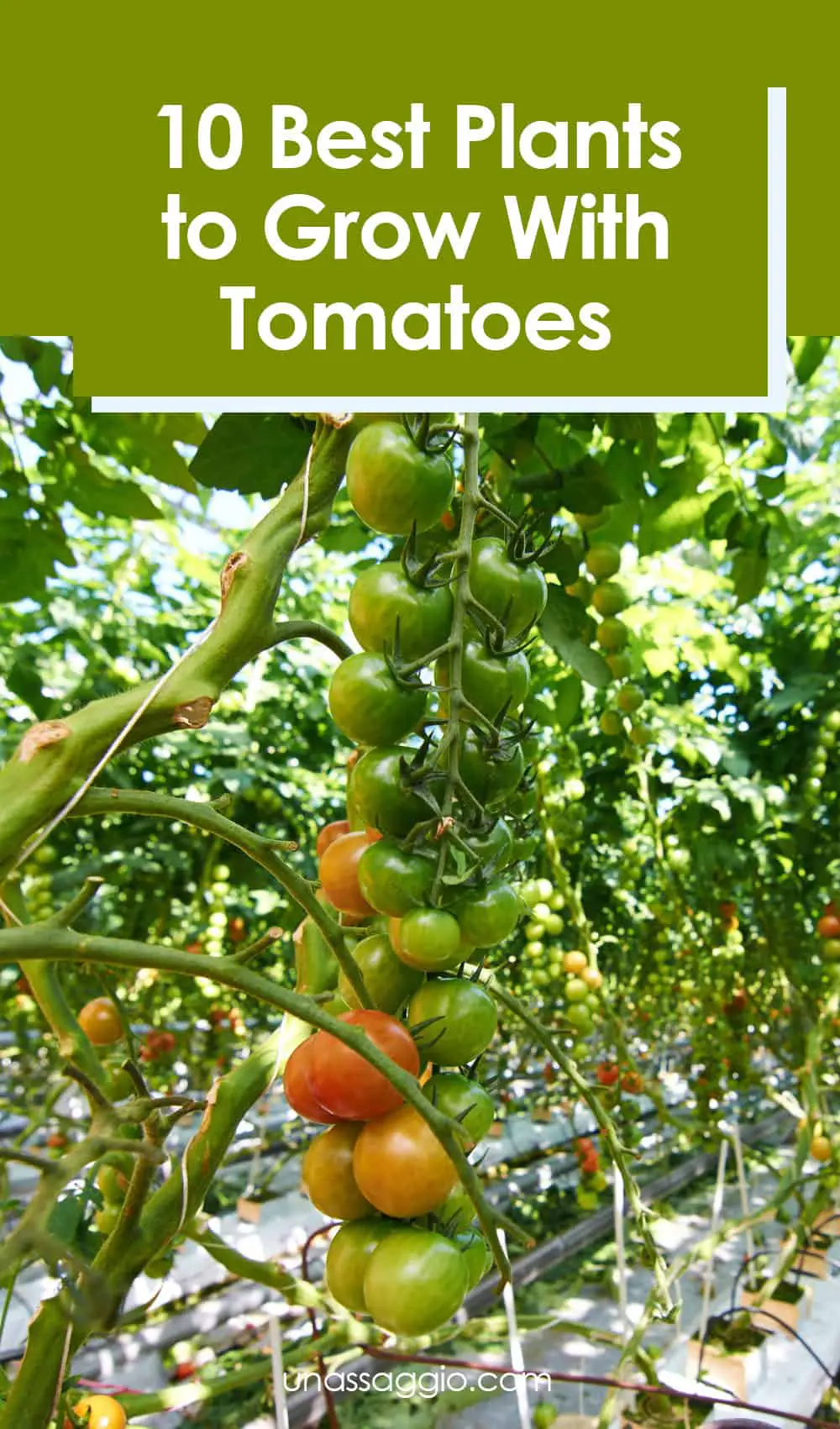 Tomato Companion Plants: 10 Best Plants to Grow With Tomatoes