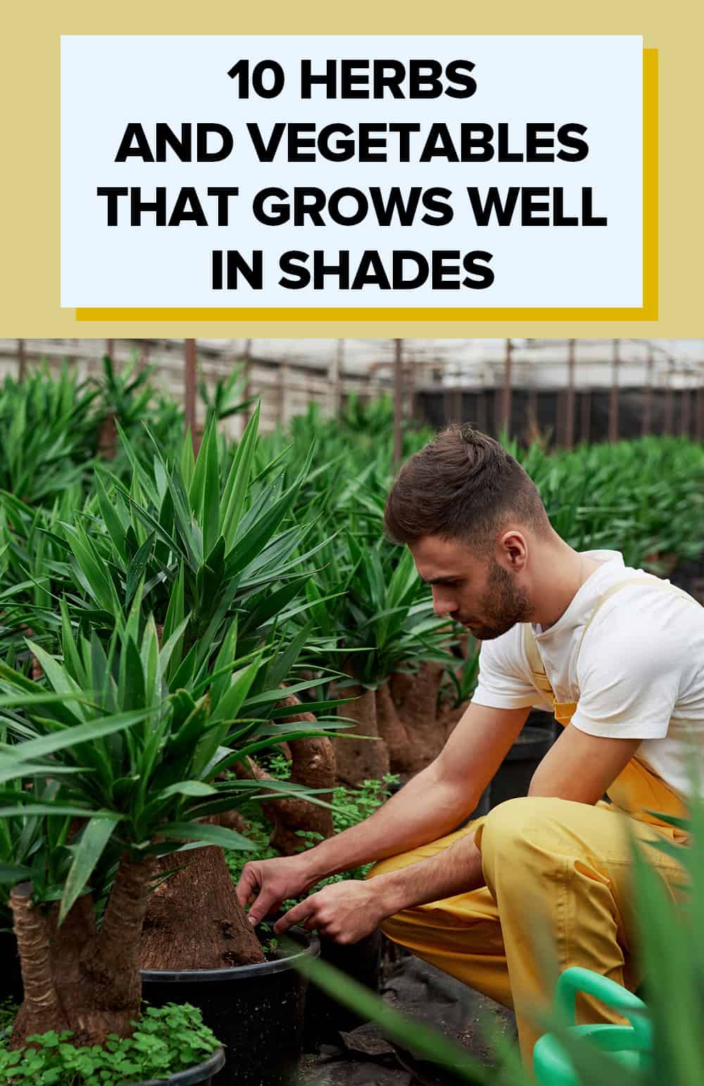 10 Herbs  And Vegetables  That Grows Well  In Shades