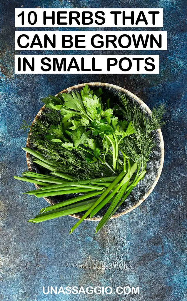 10 Herbs That Can Be Grown In Small Pots UnAssaggio