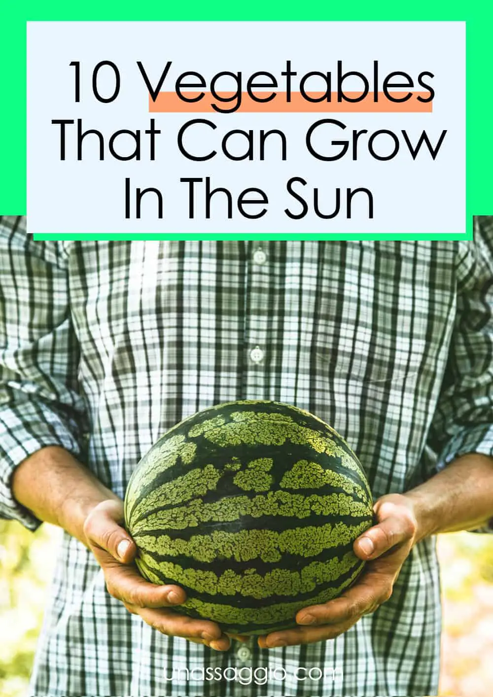 10 Vegetables That Can Grow In The Sun