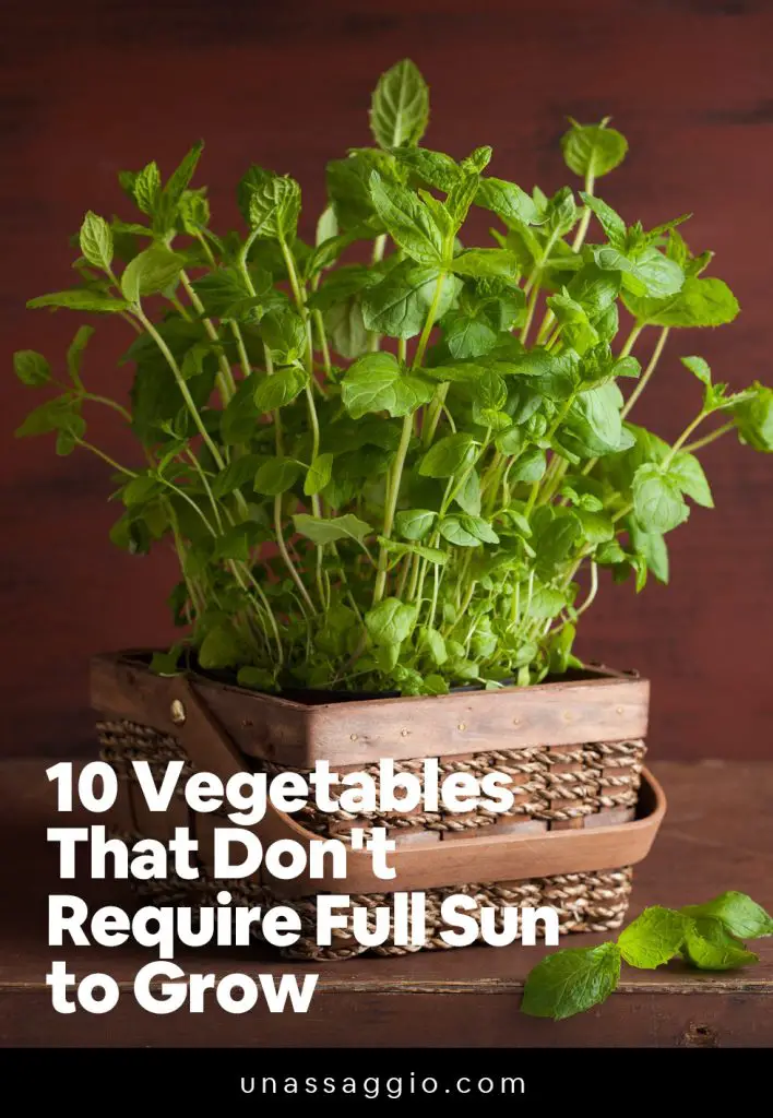 10 Vegetables That Don't Require Full Sun to Grow