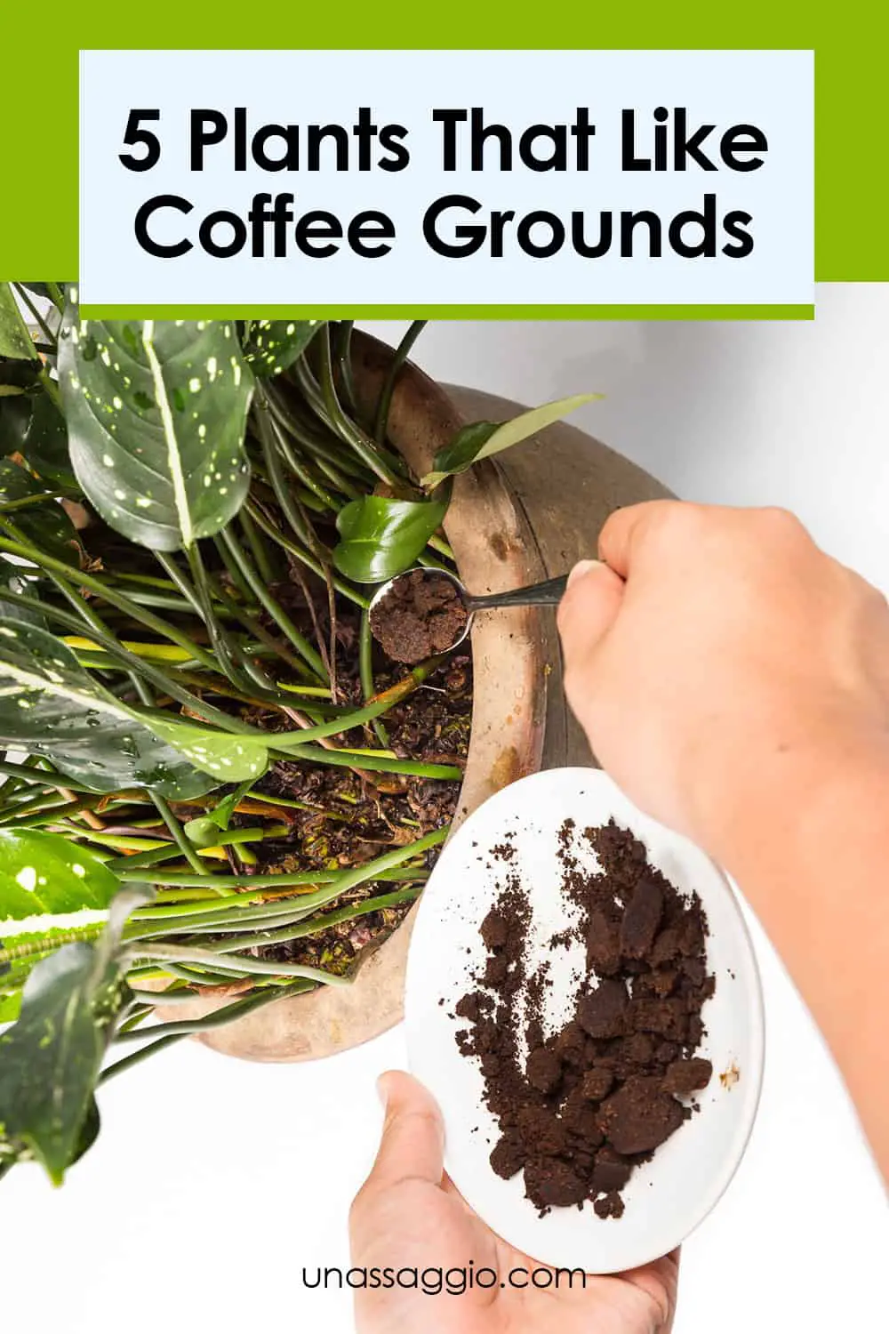 5 Plants That Like Coffee Grounds