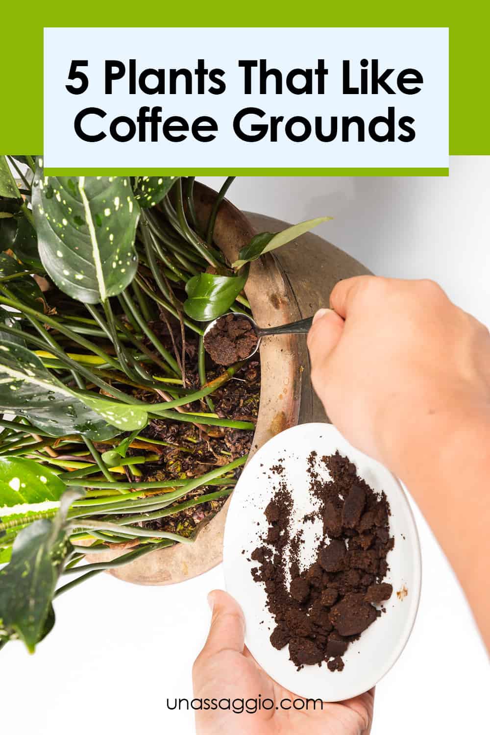 5-plants-that-like-coffee-grounds-unassaggio