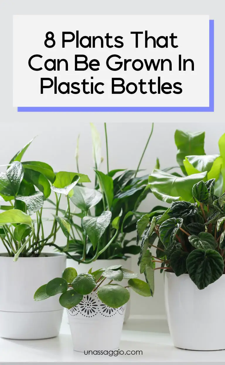 8 Plants That Can Be Grown In Plastic Bottles UnAssaggio