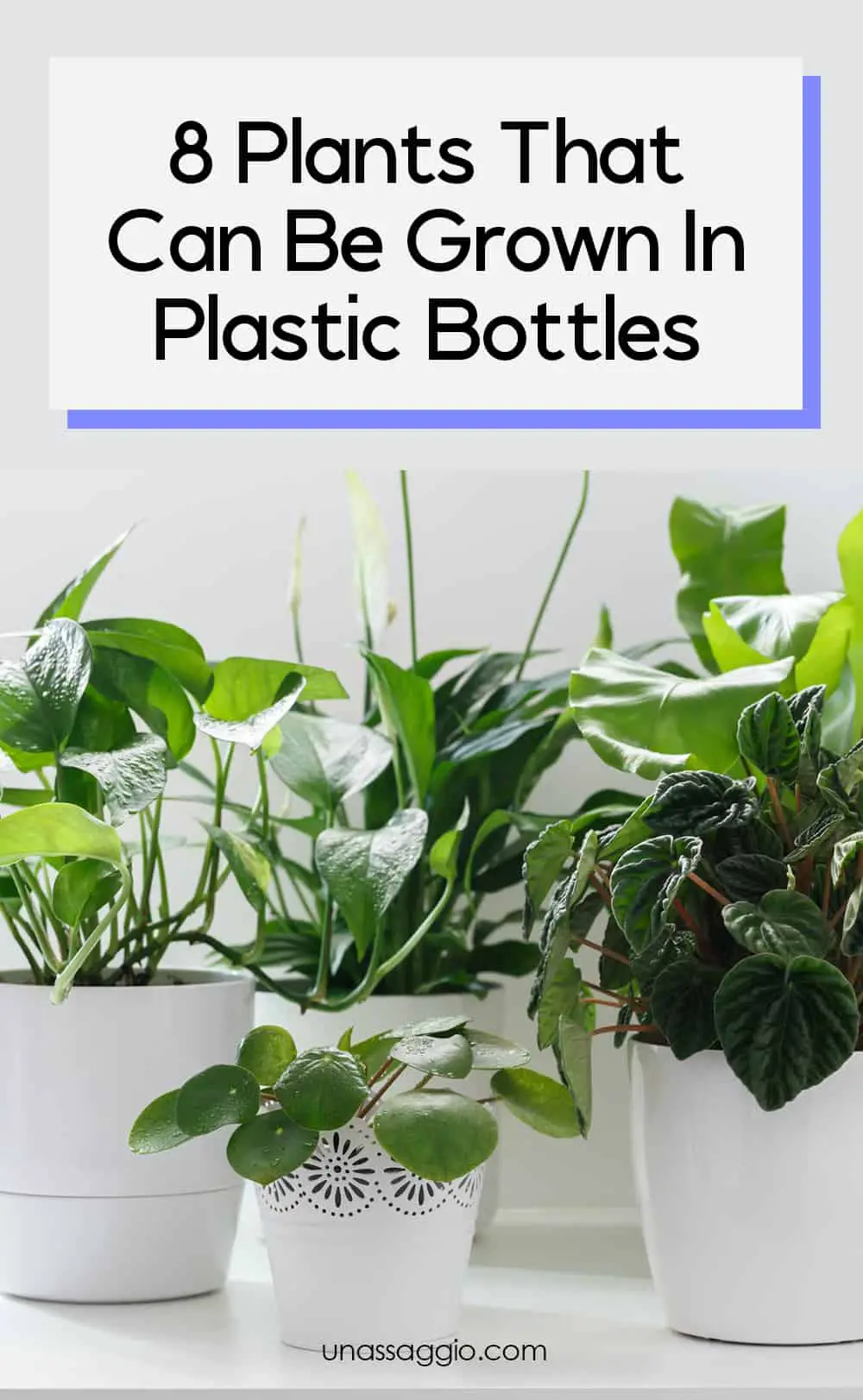 8 Plants That Can Be Grown In Plastic Bottles