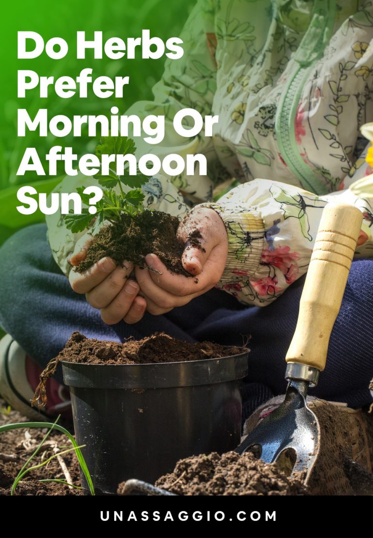 Do Herbs Prefer Morning Or Afternoon Sun? UnAssaggio
