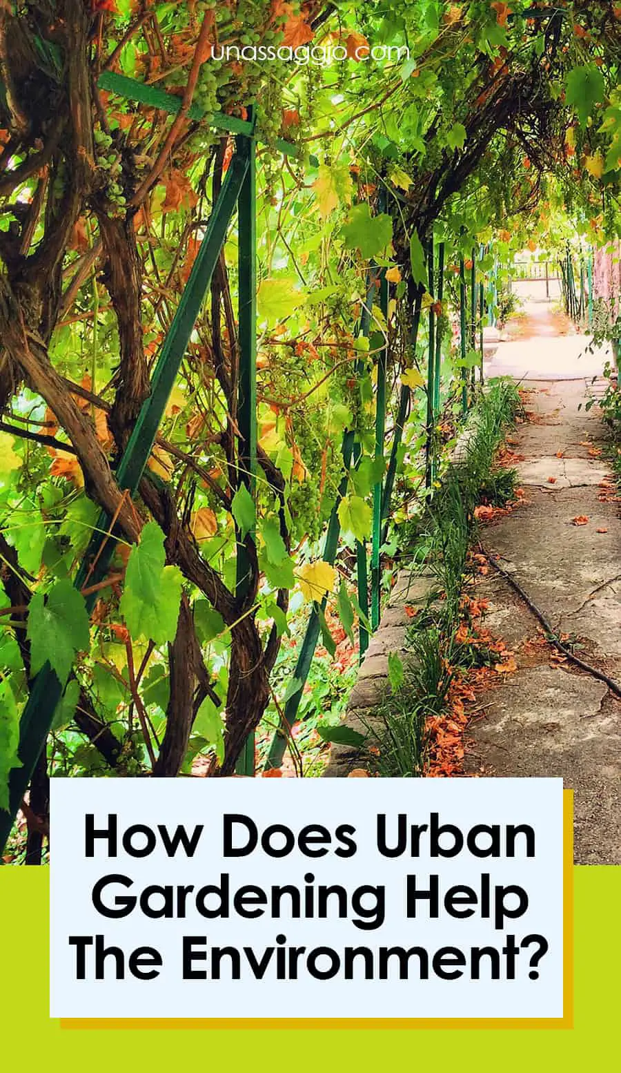 How Does Urban Gardening Help The Environment?