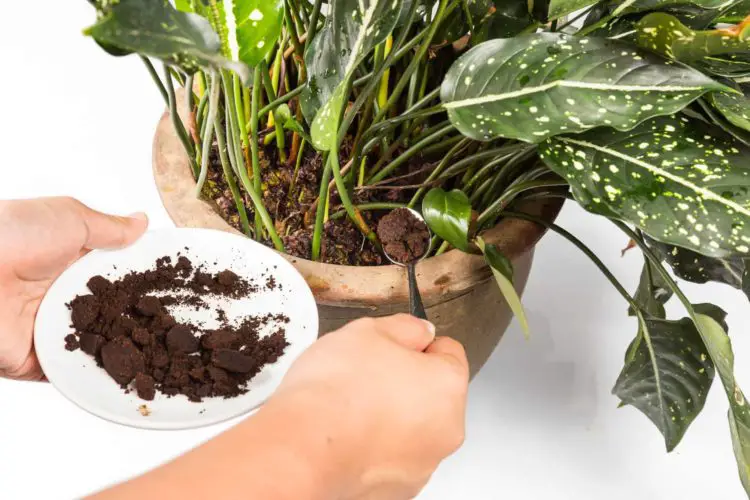 Plants That Like Coffee Grounds