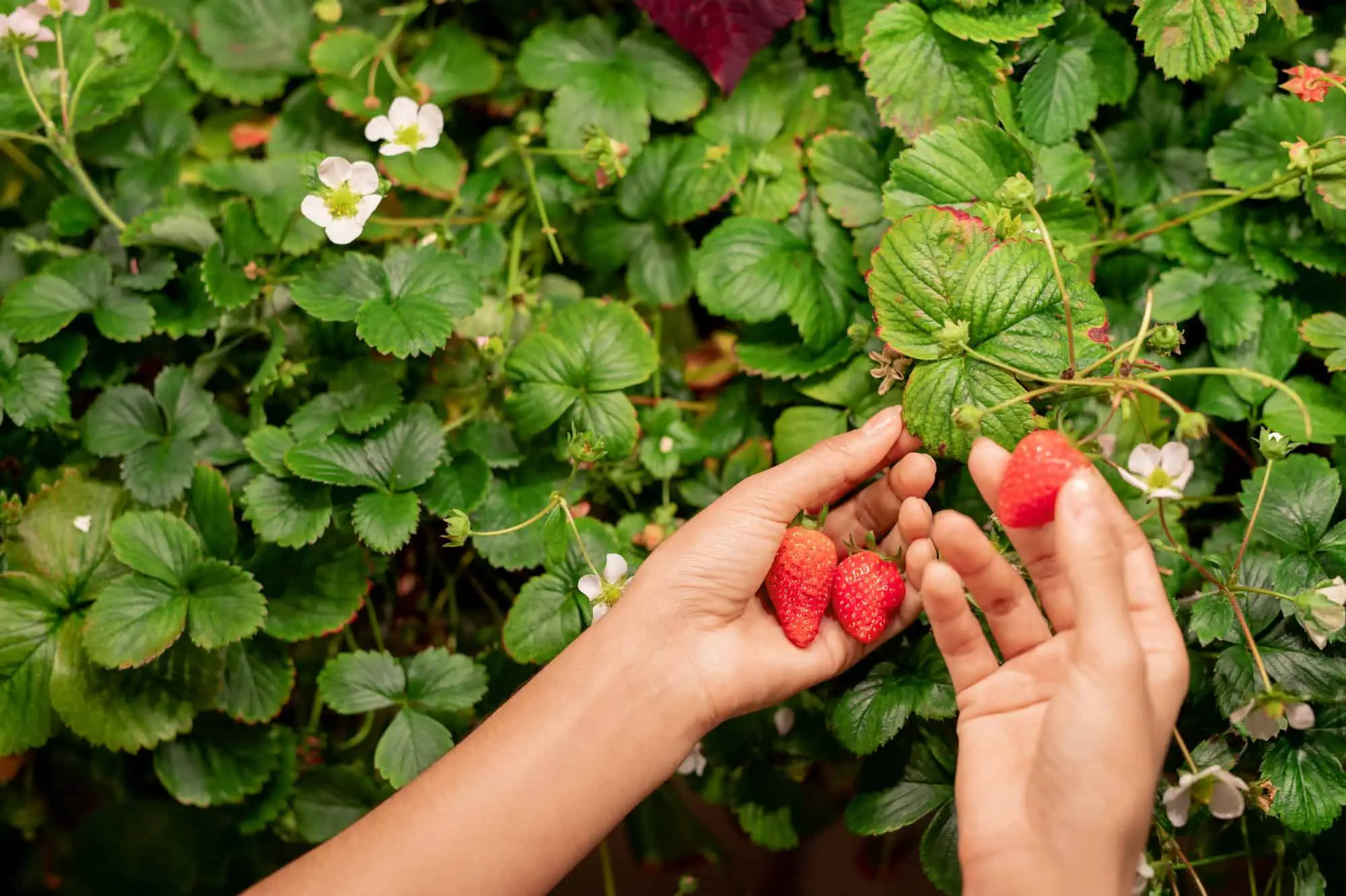 Best Plants to Grow With Strawberries