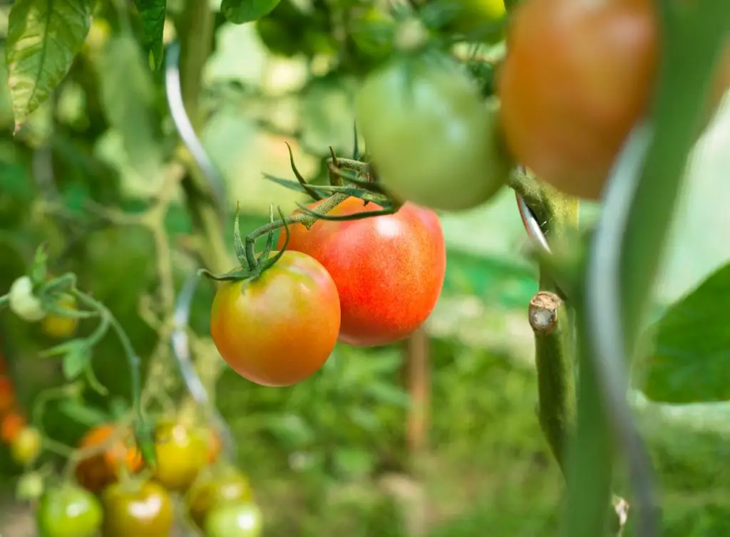 companion plants tomato